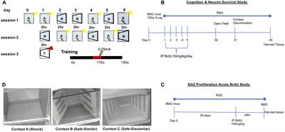 Divergent Mechanisms for PPARγ Agonism in Ameliorating Aging-Related Versus Cranial Irradiation-Induced Context Discrimination Deficits